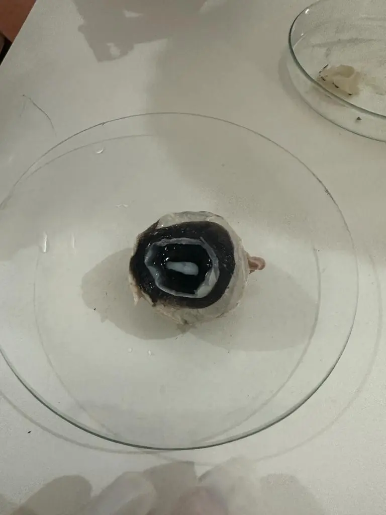 WhatsApp Image 2023-10-20 at 12.00.17